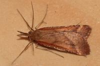 Synaphe punctalis