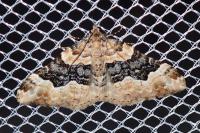 Xanthorhoe biriviata