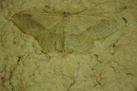 Idaea aversata