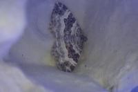 Epirrhoe alternata