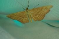 Idaea ochrata