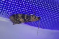 Euzophera pinguis