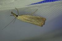 Chrysoteuchia culmella