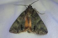 Polyphaenis sericata