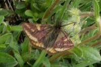 Lythria plumularia