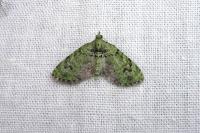 Chloroclystis v-ata
