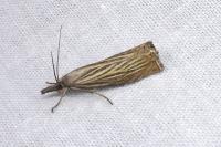 Chrysoteuchia culmella