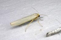 Eilema caniola