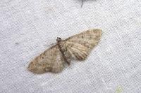 Eupithecia tenuiata