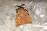 Odonestis pruni
