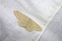 Idaea straminata