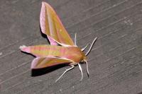 Deilephila elpenor