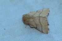 Malacosoma neustria