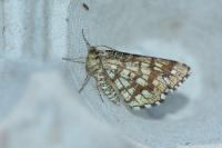 Chiasmia clathrata