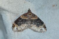 Xanthorhoe ferrugata