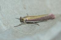 Oncocera semirubella