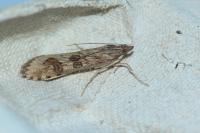 Nomophila noctuella