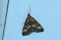 Pyrausta purpuralis