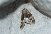 Deltote pygarga