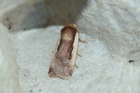 Ochropleura plecta