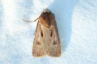 Agrotis exclamationis exclamationis