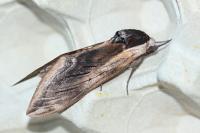 Sphinx ligustri