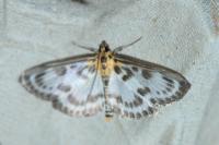 Anania hortulata