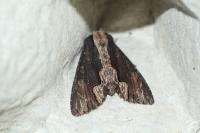 Dypterygia scabriuscula