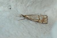 Chrysocrambus