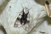 Acronicta alni