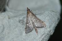 Dolicharthria punctalis