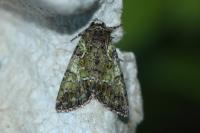 Polyphaenis sericata