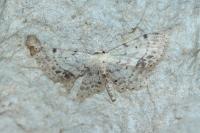 Idaea dimidiata