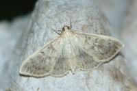 Patania ruralis