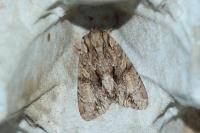 Apamea monoglypha monoglypha
