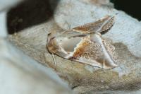 Habrosyne pyritoides