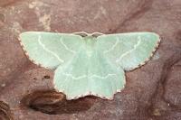 Thalera fimbrialis