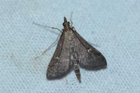Dolicharthria punctalis