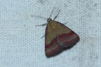 Phytometra viridaria