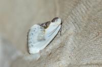 Cilix glaucata/hispanica