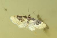 Idaea rusticata