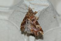 Callopistria juventina