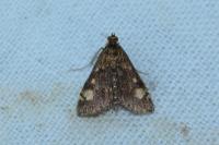 Pyrausta aurata