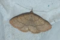 Paracolax tristalis