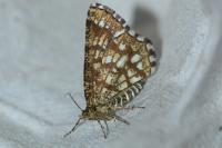 Chiasmia clathrata