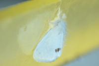 Sphrageidus similis
