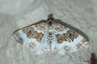 Epirrhoe rivata
