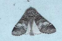 Drymonia querna