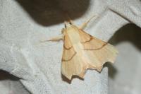 Ennomos erosaria