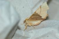 Ennomos erosaria